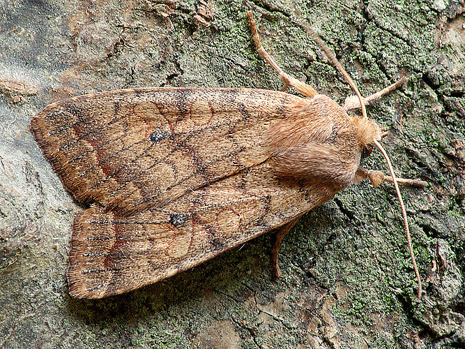 circellaris