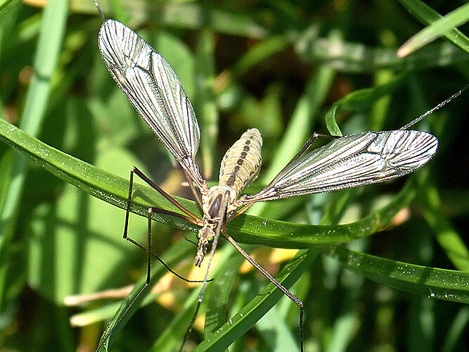 vernalis