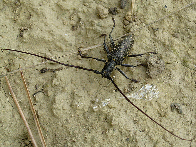 galloprovincialis
