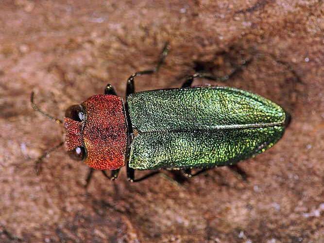 nitidula