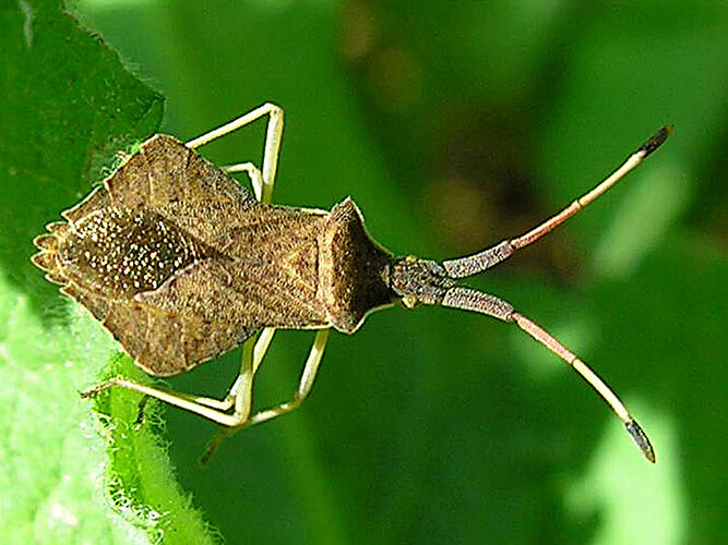 rhombeus