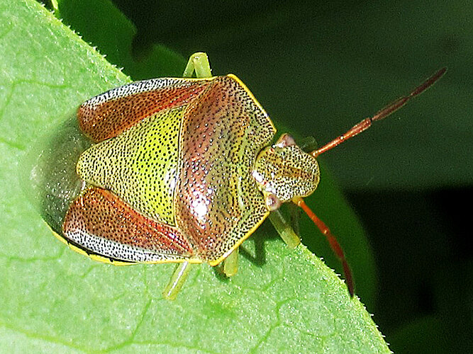 lituratus