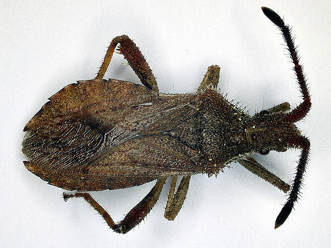 denticulatus