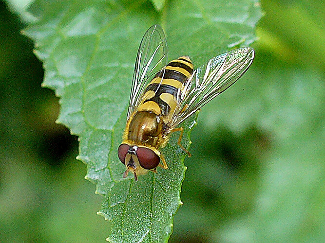 ribesii