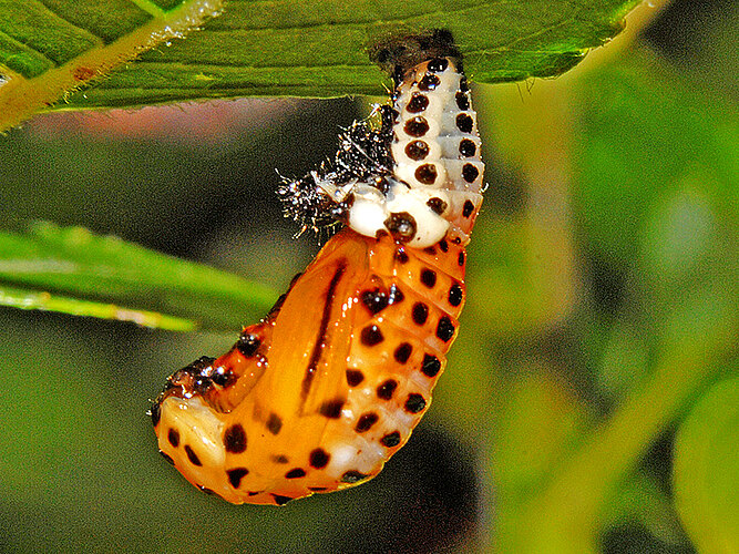 populi
