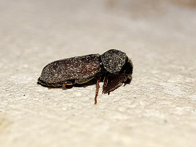 pectinicornis