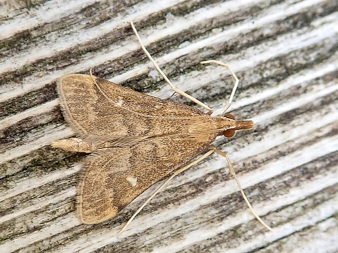 punctalis