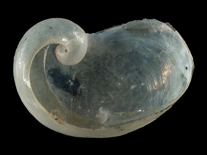 semilimax