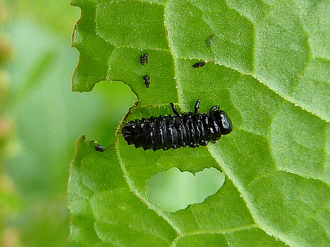 viridula