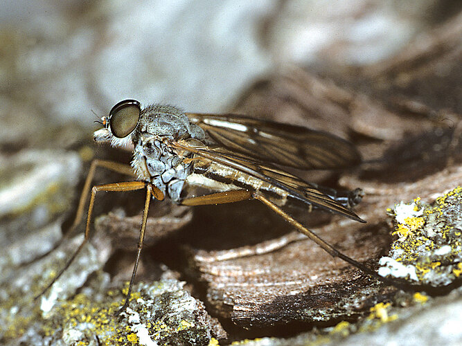 scolopaceus