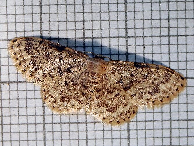 inquinata