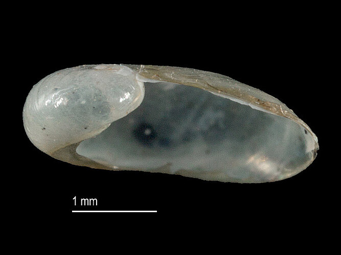 semilimax