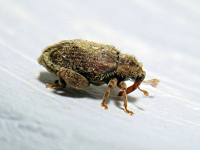 quercus