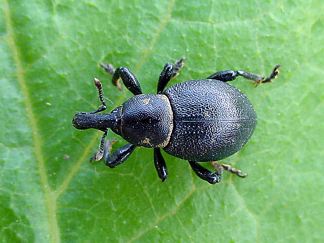 coronatus