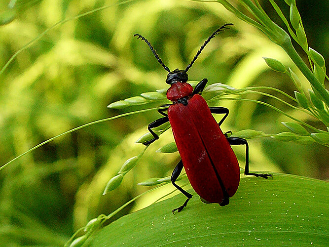 coccinea