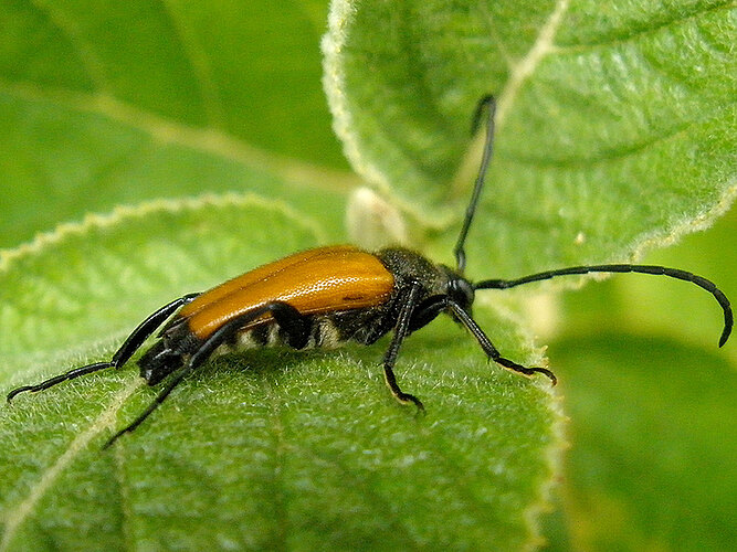 fulva
