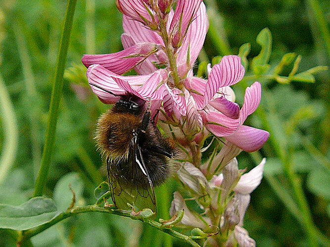 hypnorum