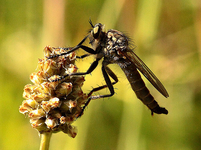 rufibarbis