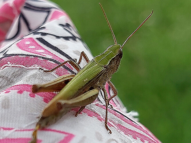 dorsatus