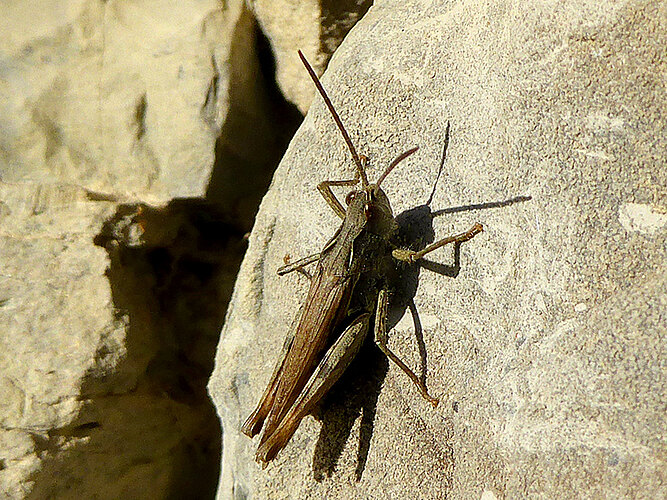 brunneus