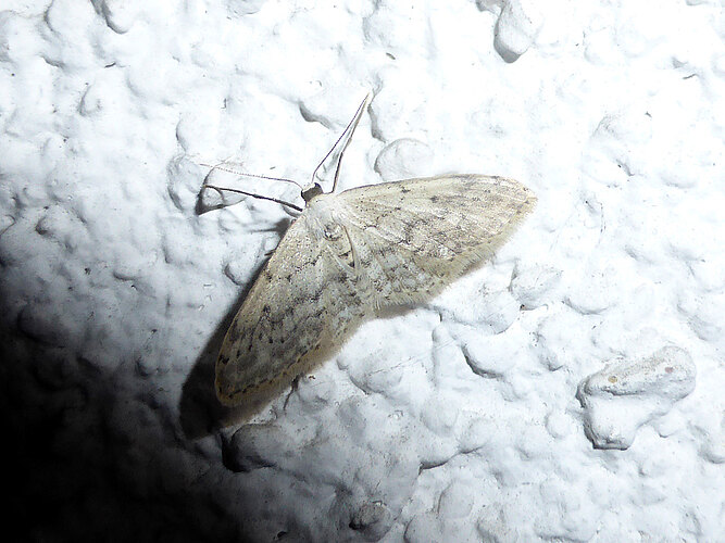seriata