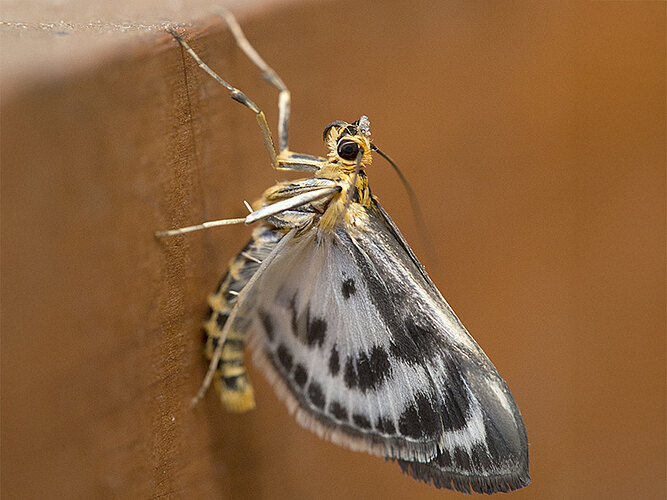 hortulata