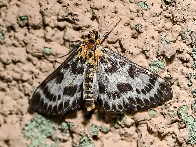 hortulata