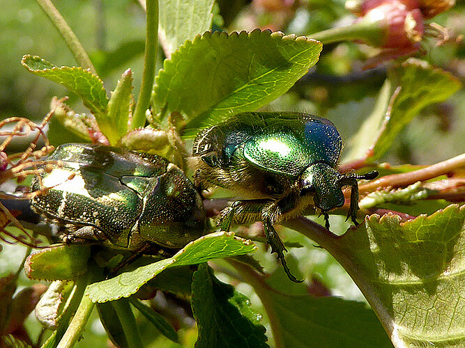 aurata