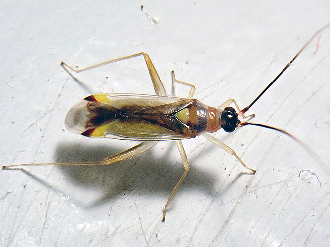 virgula