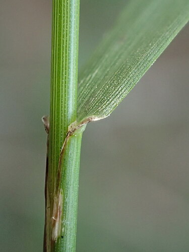 capillaris