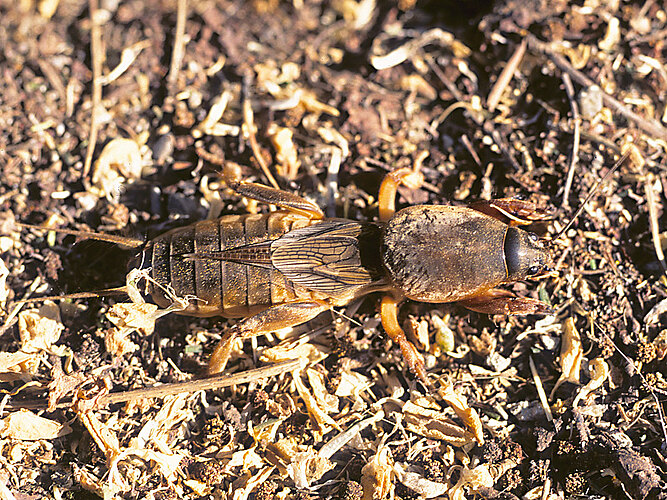 gryllotalpa