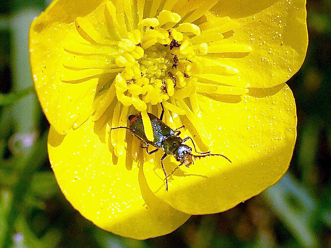 bipustulatus