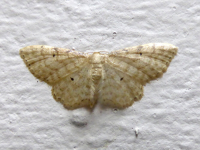 fuscovenosa