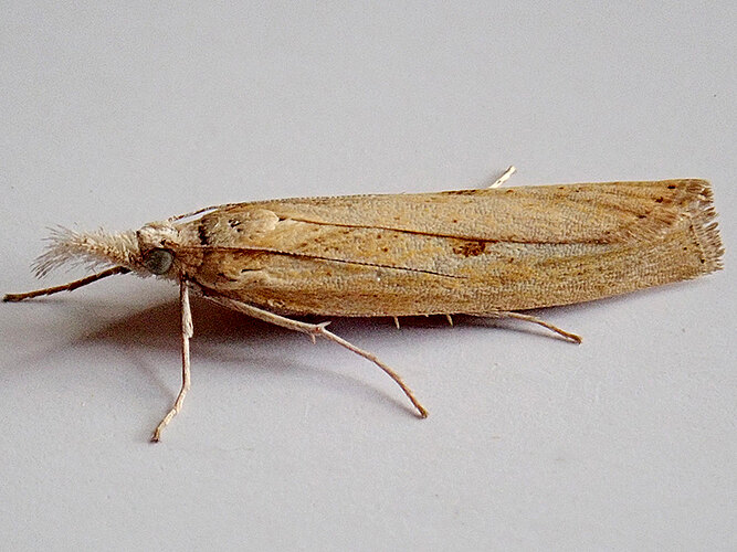 inquinatella