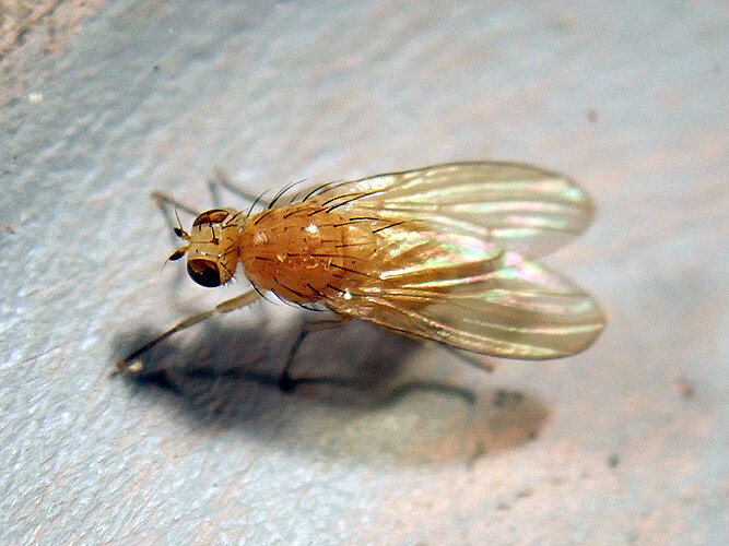 testacea