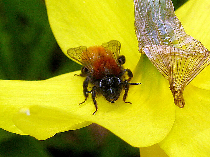 fulva