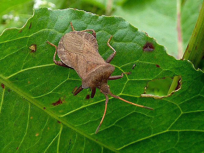marginatus