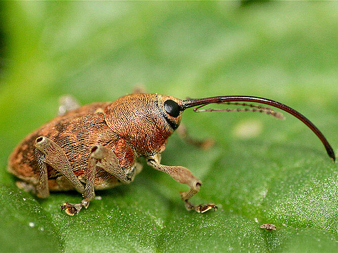 glandium
