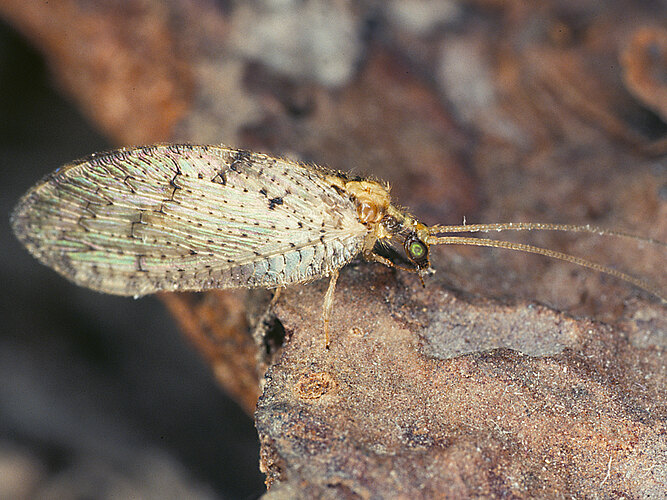 humulinus