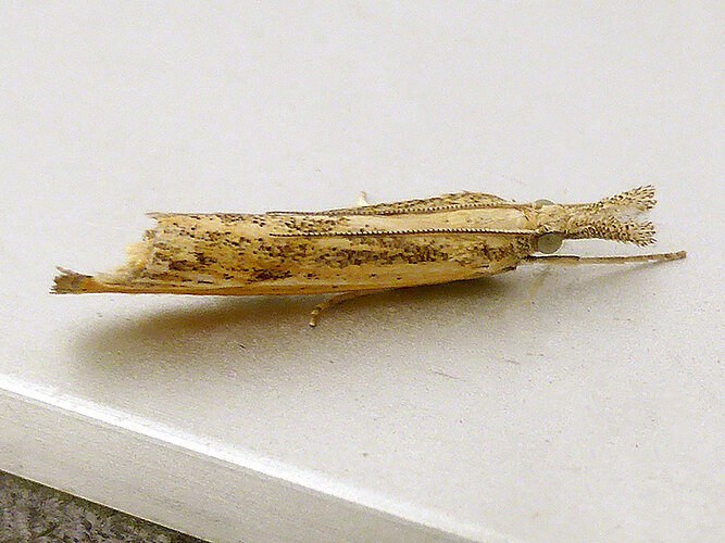 inquinatella