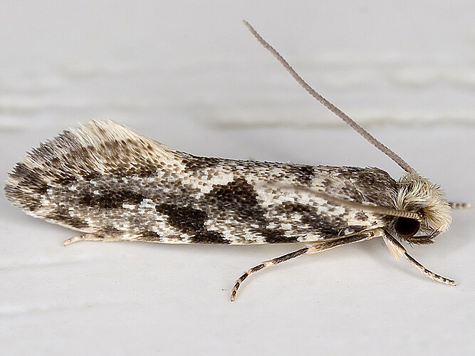 granella