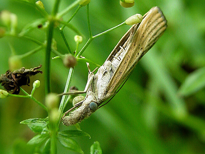 inquinatella