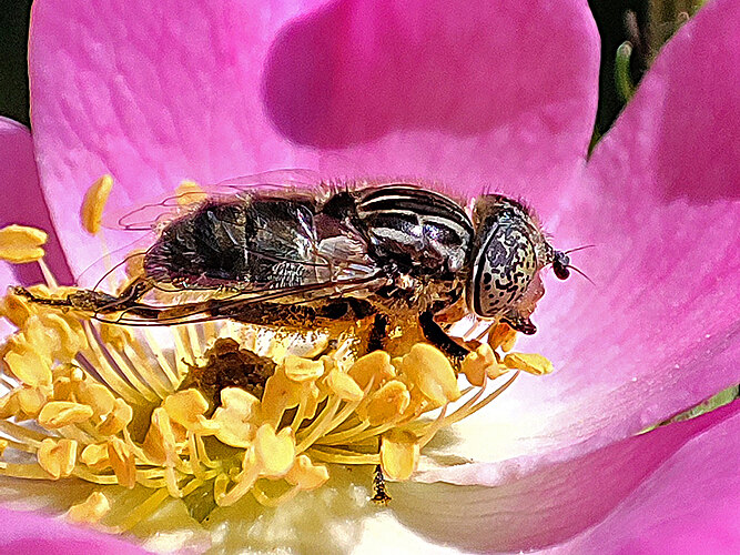 sepulcralis