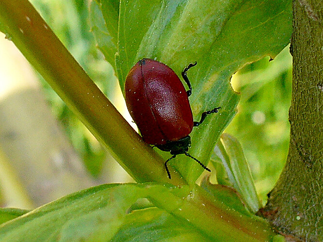 populi