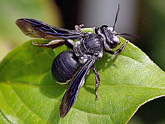 agilissima