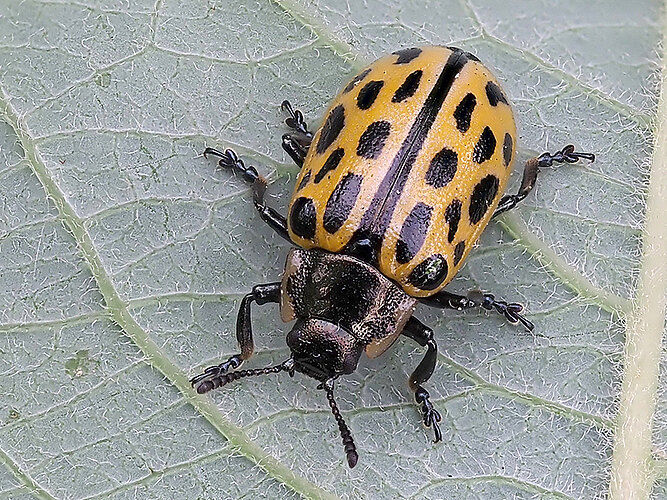 vigintipunctata