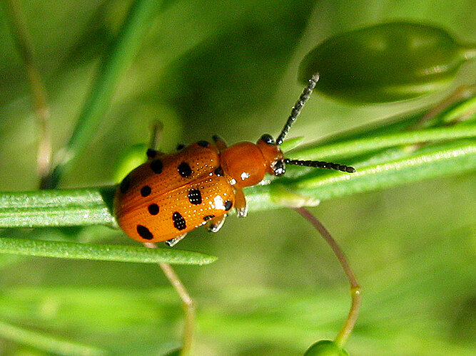 duodecimpunctata