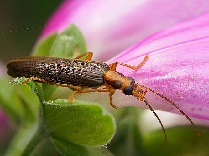 carniolica