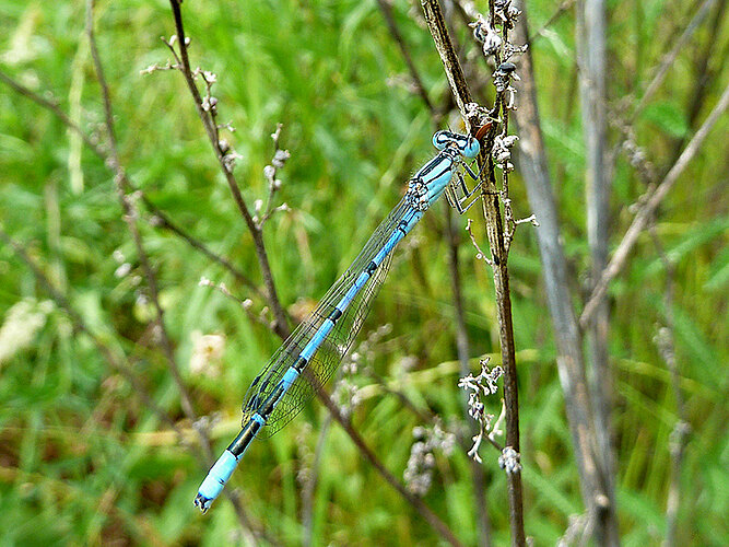 cyathigerum