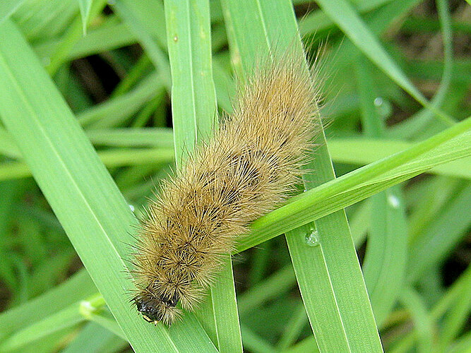 fuliginosa